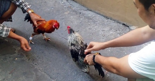 Phân tích chi tiết về đặc điểm của mỏ gà đá? Phan tich chi tiet ve dac diem cua mo ga da?